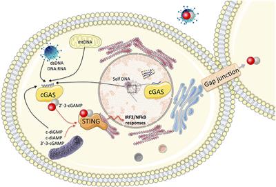 Cyclic Guanosine Monophosphate–Adenosine Monophosphate Synthase (cGAS), a Multifaceted Platform of Intracellular DNA Sensing